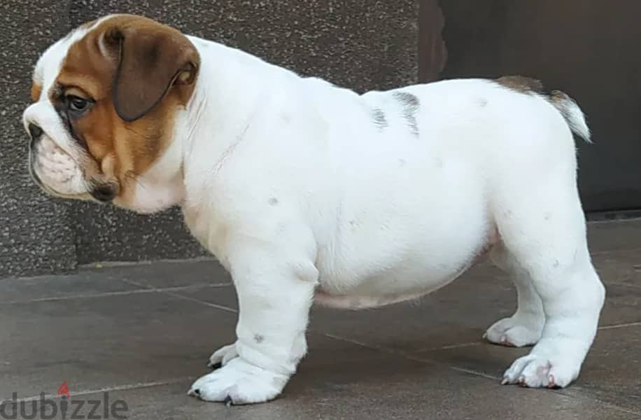 English Bulldog Puppies for Sale With FCI Pedigree 1