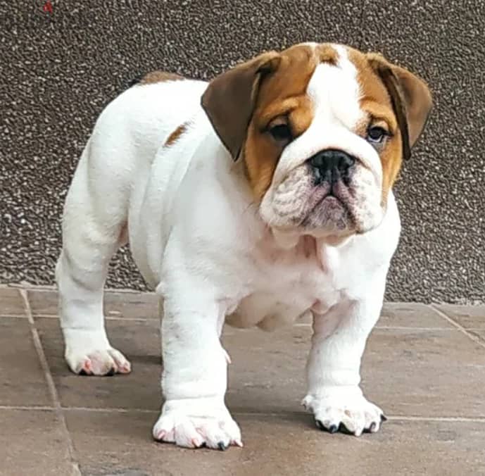 English Bulldog Puppies for Sale With FCI Pedigree 2