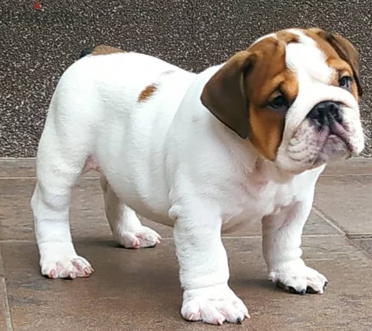 English Bulldog Puppies for Sale With FCI Pedigree 3