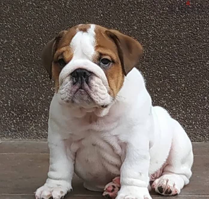 English Bulldog Puppies for Sale With FCI Pedigree 4