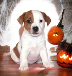 Jack Russell Terrier for sale With FCI Pedigree 0