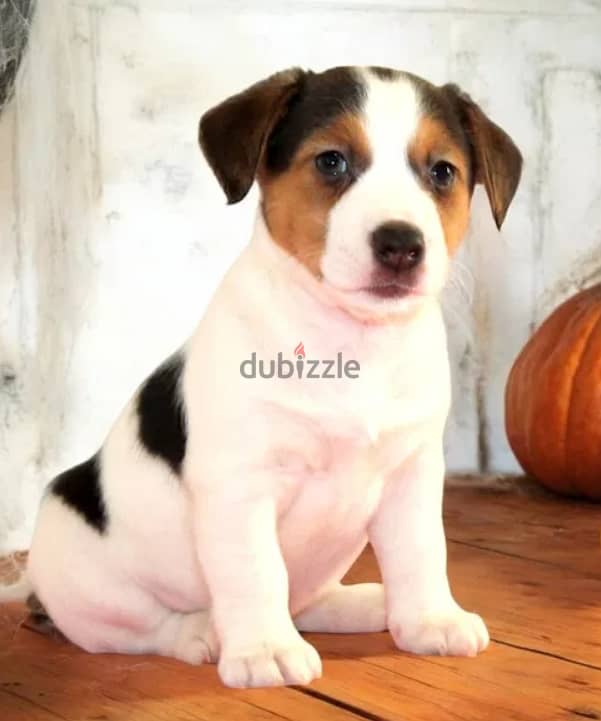 Jack Russell Terrier for sale With FCI Pedigree 1