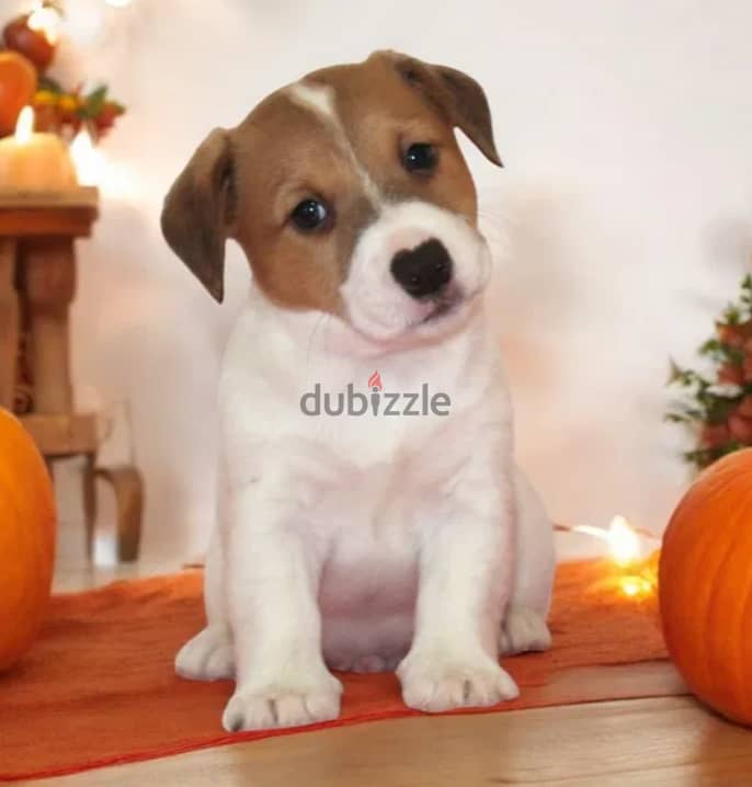 Jack Russell Terrier for sale With FCI Pedigree 2