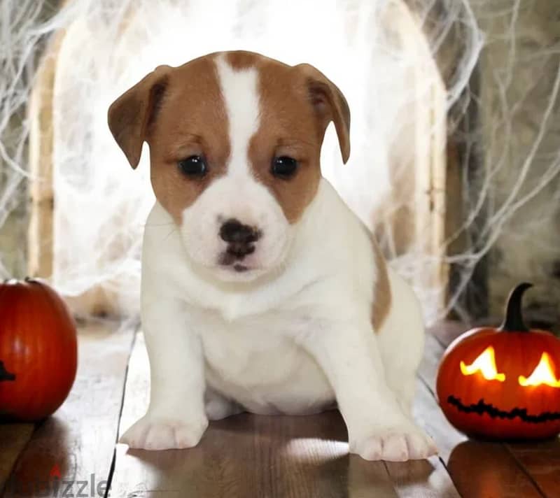 Jack Russell Terrier for sale With FCI Pedigree 3