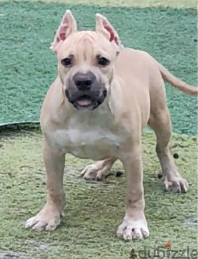 Available male American bully