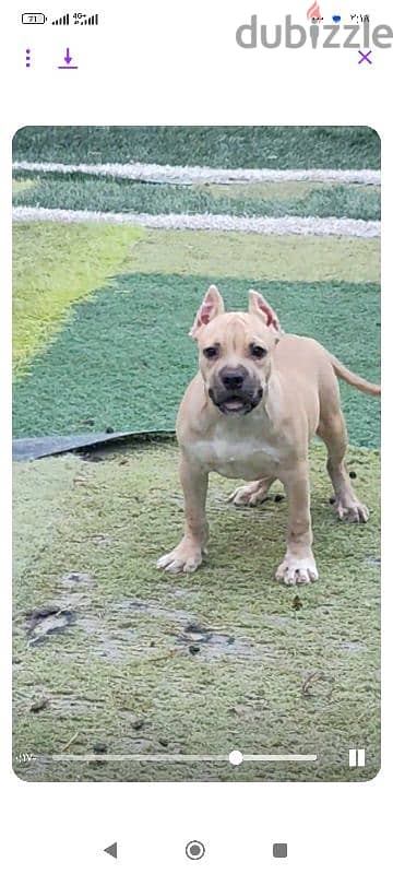 Available male American bully 2