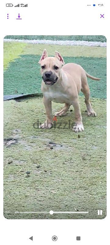 Available male American bully 3