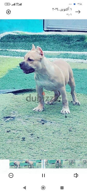 Available male American bully 4