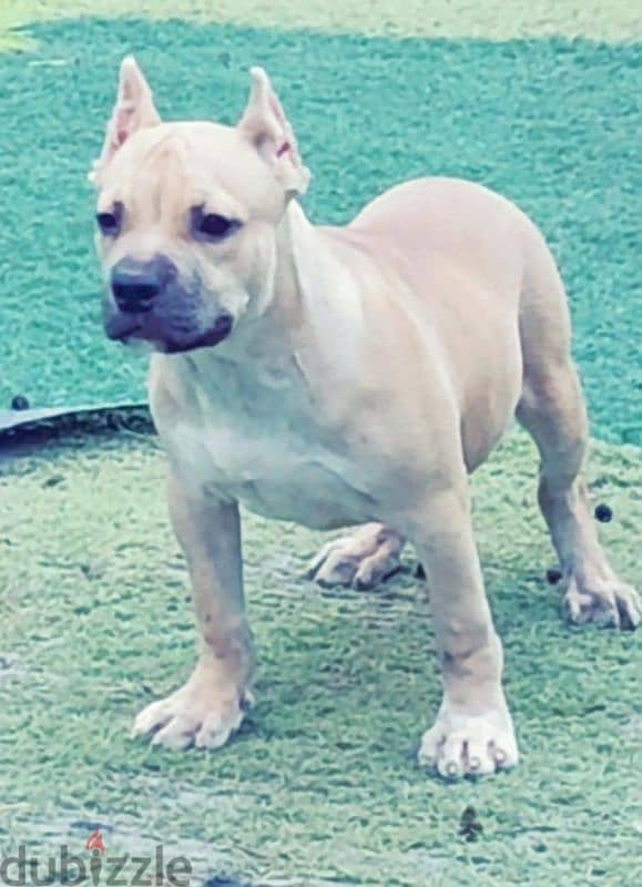 Available male American bully 5