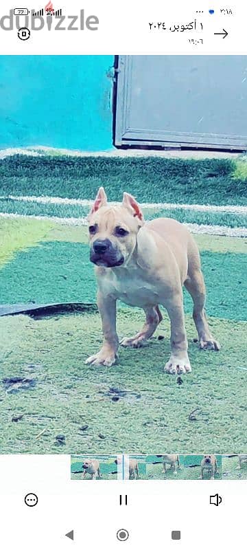 Available male American bully 6