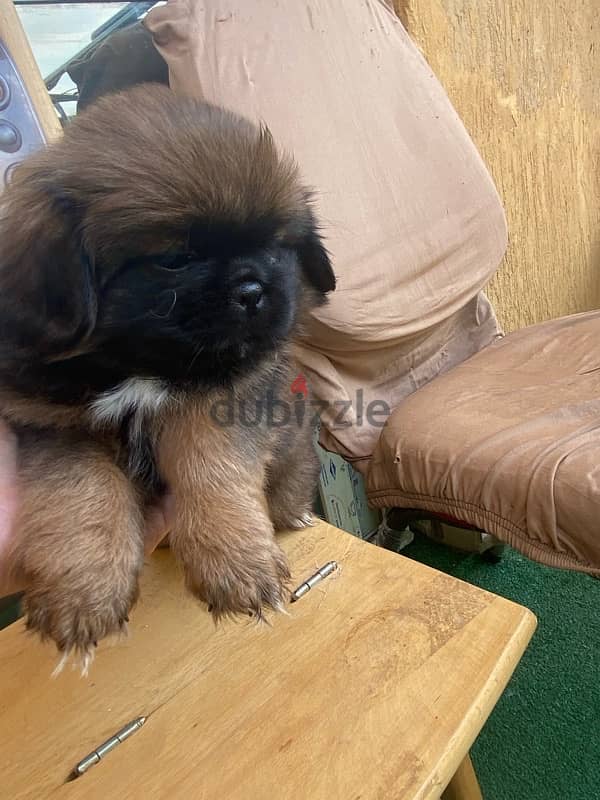 كلبة بيكينوا بيور  female pikenese puppy 1