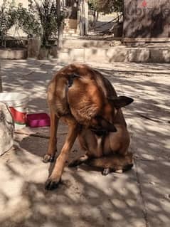 Belgian Shepherd (Malino) 0