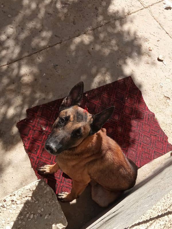 Belgian Shepherd (Malino) 1