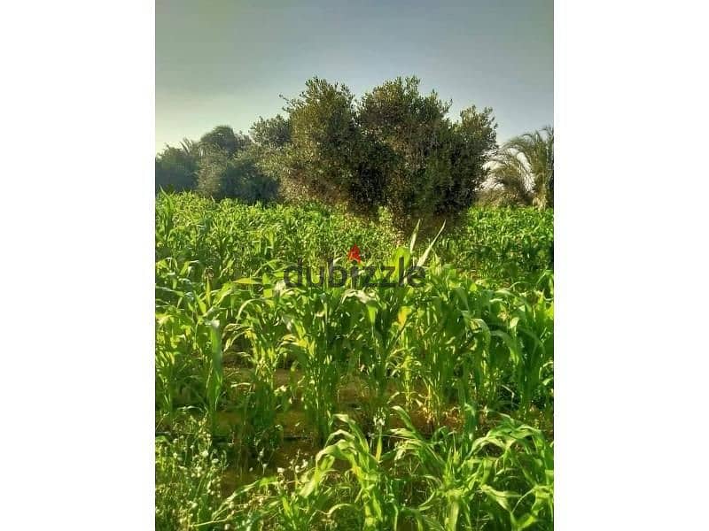 Distinctive plot of land 150 acres - Sphinx City 8