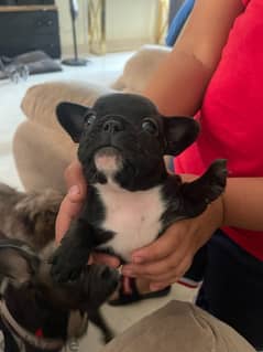 French Bulldog Puppies 0