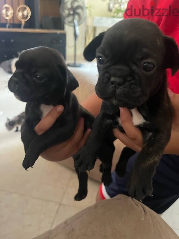 French Bulldog Puppies 2