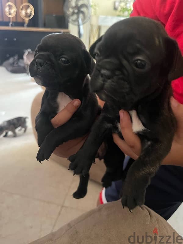 French Bulldog Puppies 3