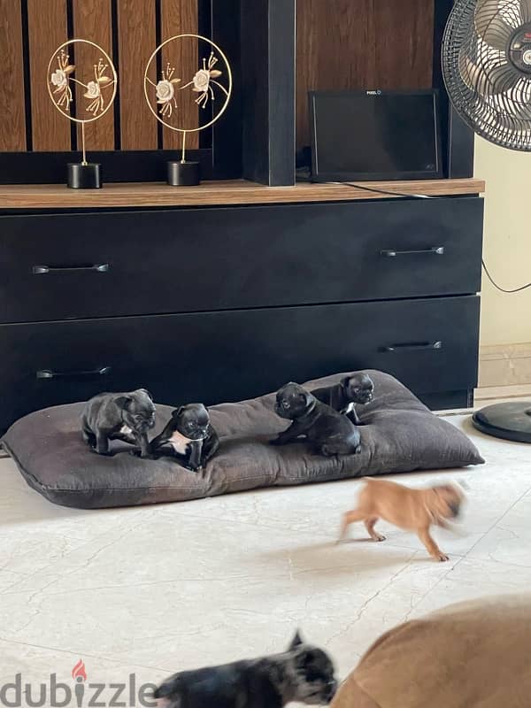 French Bulldog Puppies 4