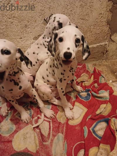 dalmatian puppies