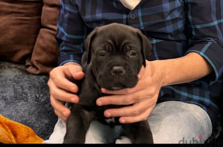 cane corso female