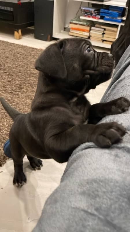 cane corso female 1