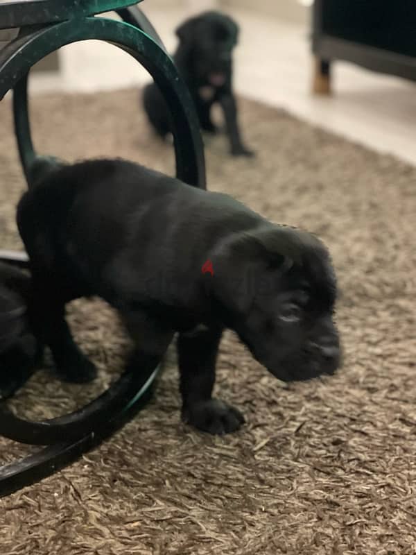 cane corso female 3