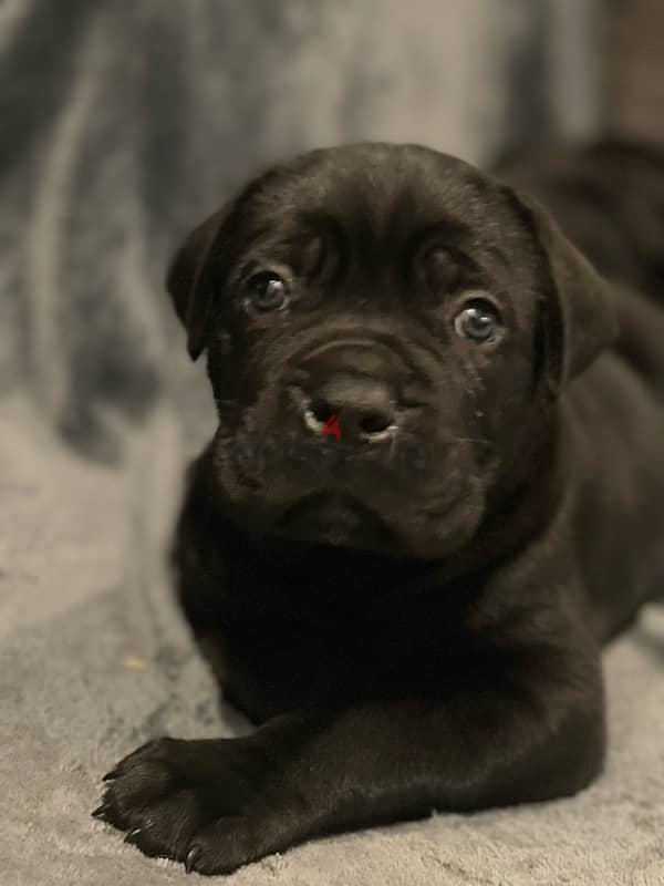 cane corso female 5