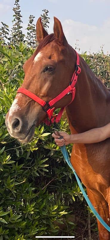 gelding horse حصان مخصي مقاس محترم اخر شبع