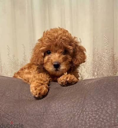 toy poodle puppies dark colour imported parents