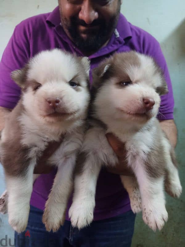 siberian husky puppies vaccinated 35 days اجمل جراوي هاسكي 3