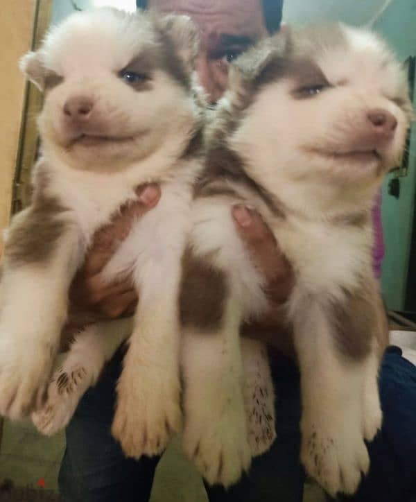 siberian husky puppies vaccinated 35 days اجمل جراوي هاسكي 4