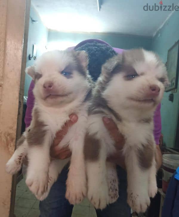 siberian husky puppies vaccinated 35 days اجمل جراوي هاسكي 5