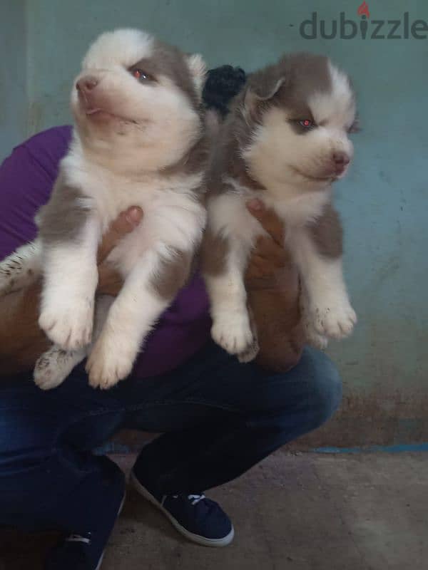 siberian husky puppies vaccinated 35 days اجمل جراوي هاسكي 6