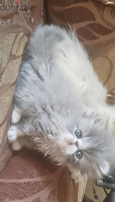 male and female Persian cat