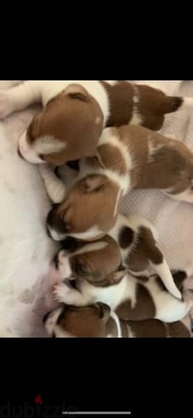 puppies  Jack Russell