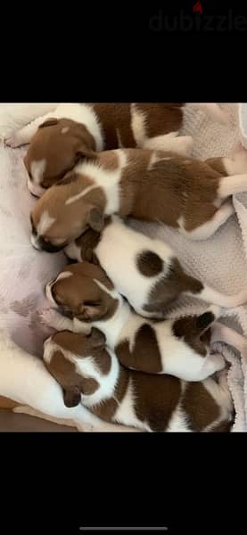 puppies  Jack Russell 1