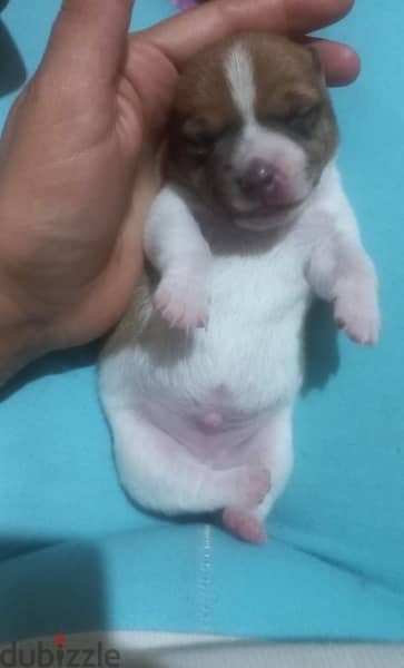 puppies  Jack Russell 6