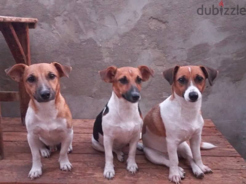 puppies  Jack Russell 7