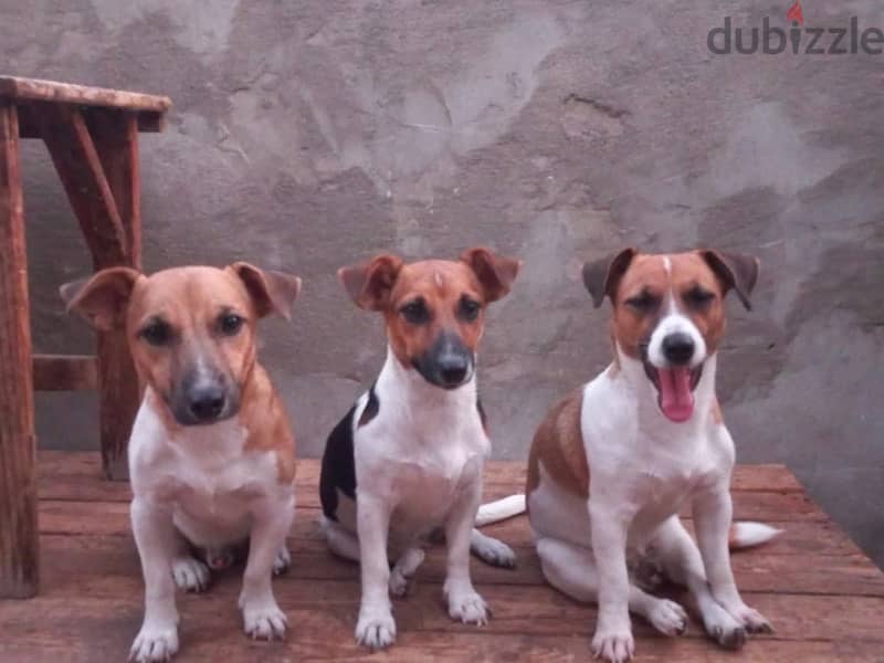 puppies  Jack Russell 8