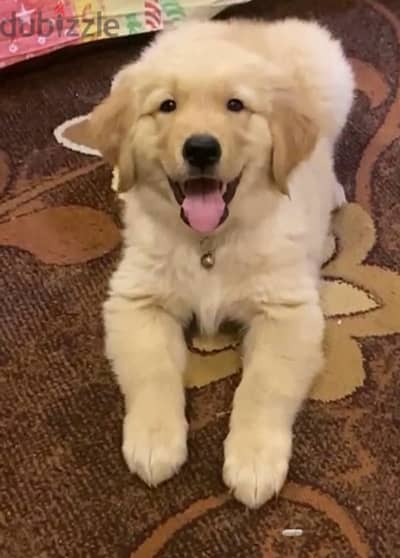 Golden Retriever puppy