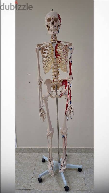 هيكل عظمي ١٨٠سم skeleton 1