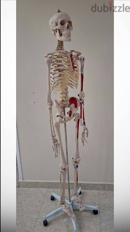 هيكل عظمي ١٨٠سم skeleton 2