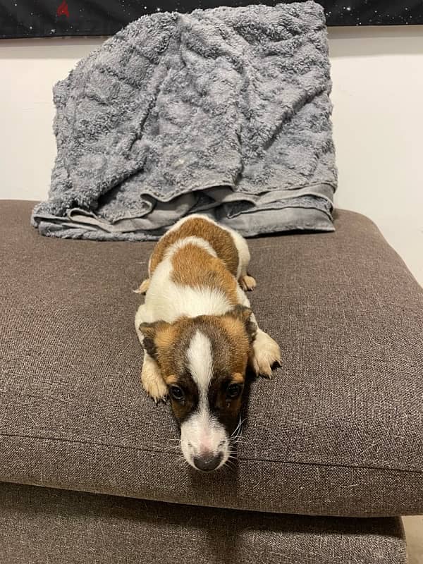 female jack Russel بنت چاك راسل ٥ شهور جاك راسل 0