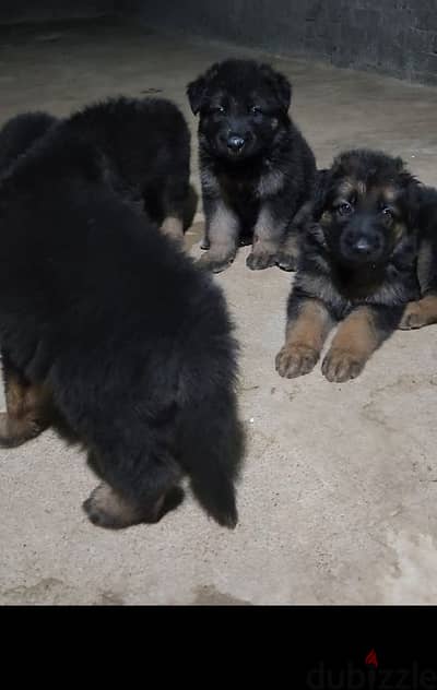 German Shepherd work line