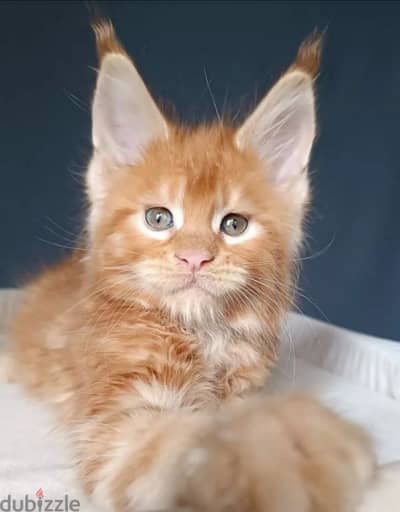 Amazing Maine coon Male kitten