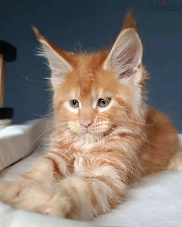 Amazing Maine coon Male kitten 1