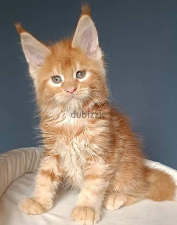 Amazing Maine coon Male kitten 2