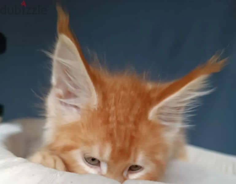 Amazing Maine coon Male kitten 3