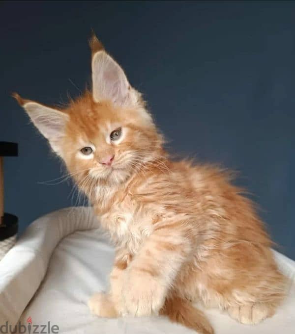 Amazing Maine coon Male kitten 4