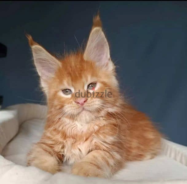 Amazing Maine coon Male kitten 5